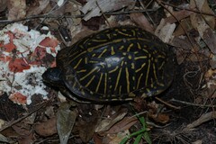 Terrapene carolina bauri