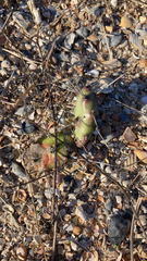 Opuntia drummondii