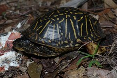 Terrapene carolina bauri
