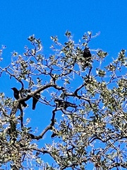 Corvus brachyrhynchos