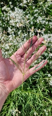 Clematis songorica