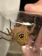Neosparassus diana