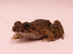 Leptodactylus validus