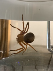 Neosparassus diana