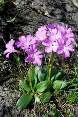 Primula pedemontana