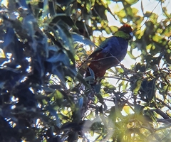 Purpureicephalus spurius