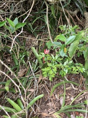 Billbergia pyramidalis