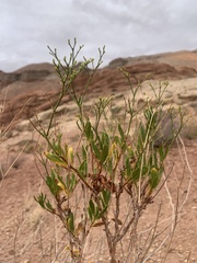 Eriogonum smithii