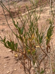 Eriogonum smithii