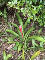 Billbergia pyramidalis
