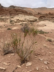 Eriogonum smithii