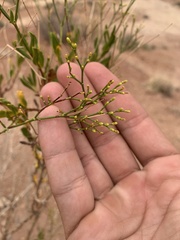 Eriogonum smithii