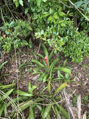 Billbergia pyramidalis