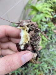 Serpula himantioides