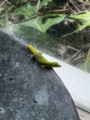Phelsuma