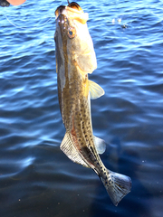Cynoscion nebulosus