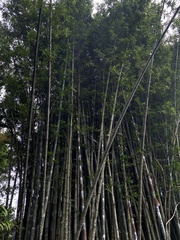 Bambusa oldhamii