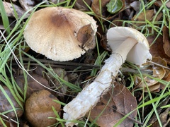 Lepiota spheniscispora