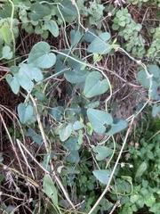 Aristolochia baetica