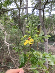 Paubrasilia echinata