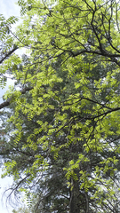 Juglans major