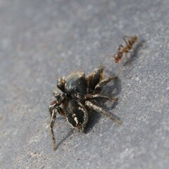 Habronattus schlingeri