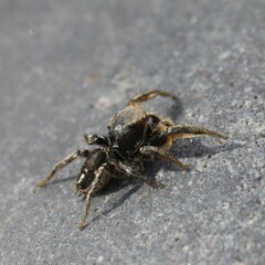 Habronattus schlingeri