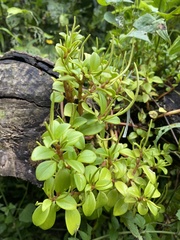Peperomia glabella