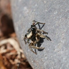 Habronattus schlingeri