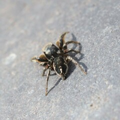 Habronattus schlingeri