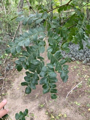 Paubrasilia echinata