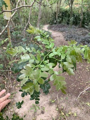 Paubrasilia echinata