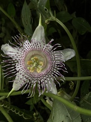 Passiflora adenopoda