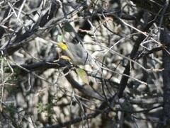 Leiothlypis virginiae