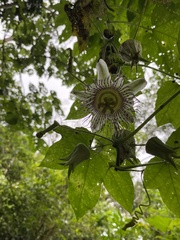 Passiflora adenopoda
