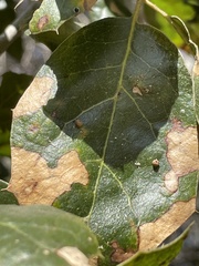 Dryocosmus minusculus