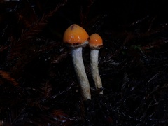 Pyrrhulomyces astragalinus