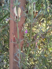 Dicliptera peduncularis