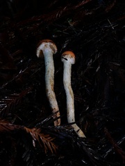 Pyrrhulomyces astragalinus