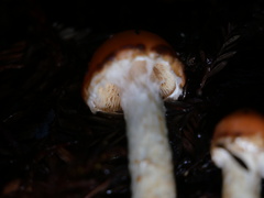 Pyrrhulomyces astragalinus