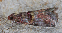 Acrobasis blanchardorum