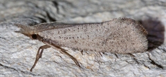 Acrolophus mortipennella