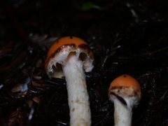Pyrrhulomyces astragalinus