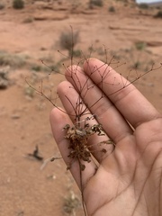 Eriogonum wetherillii