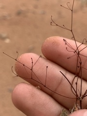 Eriogonum wetherillii
