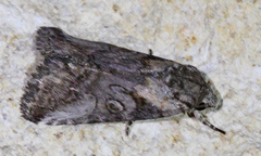 Aleptina inca