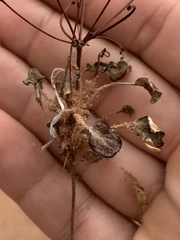 Eriogonum wetherillii