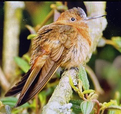 Aglaeactis cupripennis