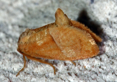 Apoda latomia