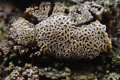 Merismodes